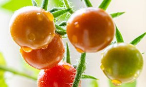 宁夏网站建设:为水果公司搭建数字化桥梁,激活市场增长新动能