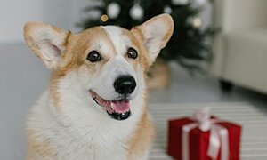 宠物行业网站建设：打造连接爱宠人士与专业服务的线上平台