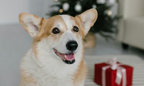 宠物行业网站建设:打造连接爱宠人士与专业服务的线上平台